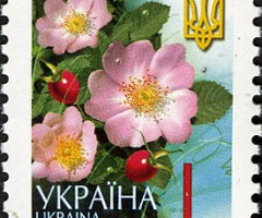 Марка Sweetbrier - Rosa Canina (L), Україна 2006