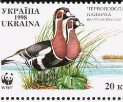 Марка Бранта руфіколіс, Україна 1998