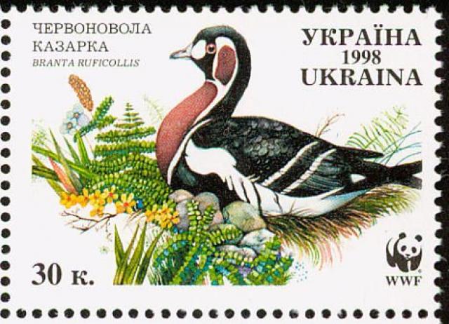 Марка Бранта руфіколіс, Україна 1998