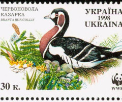 Марка Бранта руфіколіс, Україна 1998