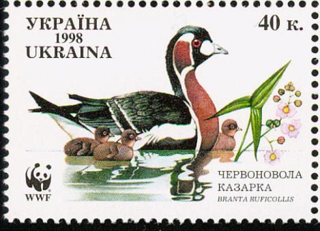 Марка Бранта руфіколіс, Україна 1998