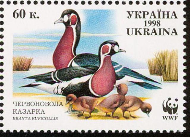 Марка Бранта руфіколіс, Україна 1998