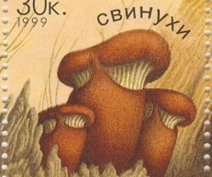 Марка Дикобрази (Paxillus atrotomentosus), Україна 1999