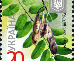 Марка Acacia (Robinia pseudoacacia), Україна 2012