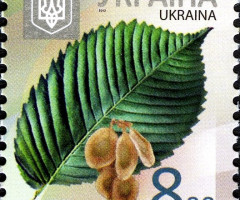 Марка European White Elm (Ulmus laevis), Україна 2012