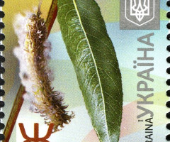 Марка White Willow (Salix alba), Україна 2012
